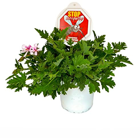 DECOALIVE Geranio Citronela PREMIUM Planta Aromática Que Elimina Mosquitos y Otros Insectos