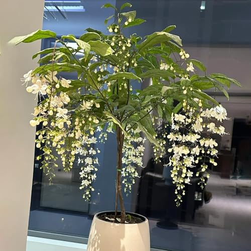 30 piezas semillas de plantas de jazmín Las plantas perennes son plantas perennes resistentes. semillas de bonsái jardín de plantas camas elevadas para jardín jardín decorativo maceta