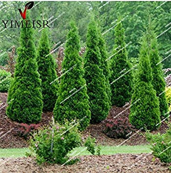 Semillas de Arborvitae Oriental (Platycladus orientalis) semi di conifere Semillas de ciprés bonsai all'aperto seme dell'albero giardino domestico di DIY 50 unids/bolsa