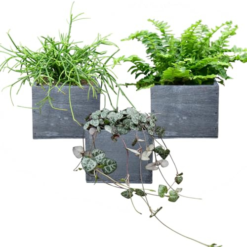 Green Me Up Babypflanzen Trio Hängepflanzen - Ceropegia woodii, Rhipsalis, Nephrolepis - tierfreundlich & pflegeleicht - inkl. 3 graue Holzkisten 10 cm - ideal für Regal, Sideboard & Fensterbank