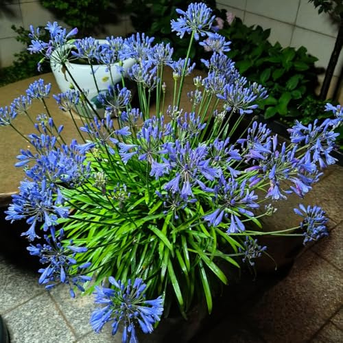 semillas de lirio ornamental, cobertura del suelo Agapanto africano, interior perennes resistentes mariposas silvestres balcón jardín 300pcs