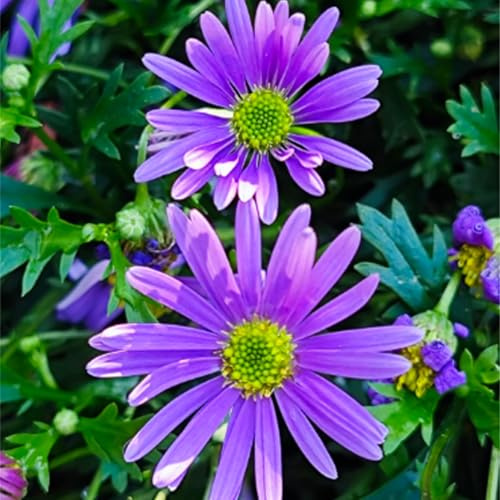 60er-Pack Violette Chrysanthemen | Kräftig Lila, Mehrjährige Herbstblüher für Außenbereiche – Nicht GVO & Alte Sorte
