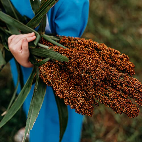 Mennonite Sweet Cane Sorghum - 100 Seeds - Heirloom & Open-Pollinated Variety, Non-GMO Vegetable Seeds for Planting in The Home Garden, Thresh Seed Company