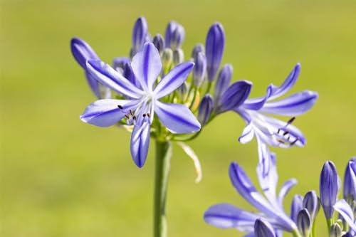 Schmucklilie Agapanthus Jacaranda Kübelpflanze mehrjährig pflegeleicht