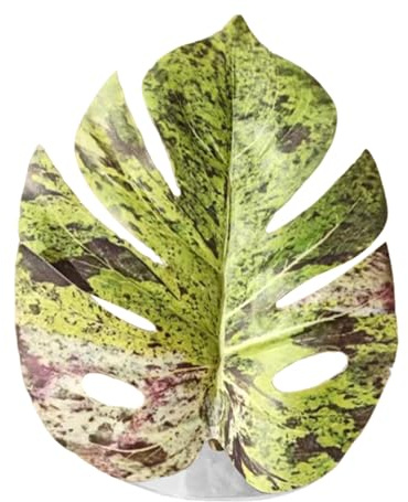 Jumping Spider Leaf Toy - Realistic Leaf Shape, Habitat Decoration, with Sturdy Suction Cup, Pet Housing Accessory | Natural Hiding Place for Hermit Crab, Greenhouse Plants, Snake Rug