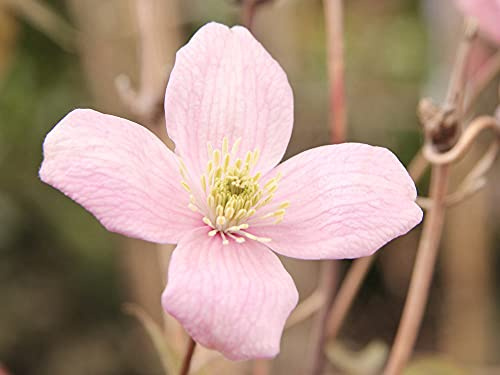 Berg-Waldrebe Rubens - Clematis montana Rubens 60-100 cm hoch - Garten von Ehren