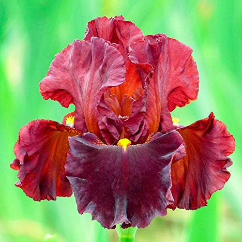 Iris Bulbi Esotico Rara Specie Rifiorente Arcobaleno Dea Splendido Incantevole Incantevole Invernante, Rosso, 3 Lampadine a iris