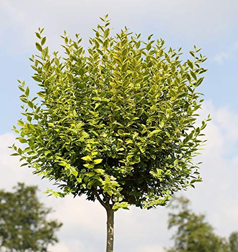 Hochstamm Gold Liguster 100-125cm - Ligustrum ovalifolium - lebende Gartenpflanze aus den Baumschulen