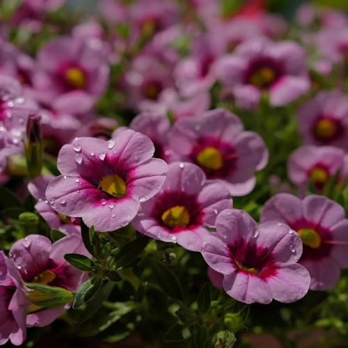 Comprar semillas de lirio de los valles jardín balcón Calibrachoa elegans ornamentales para lugares soleados. Decoración sala estar con camas elevadas Decoración 300pcs