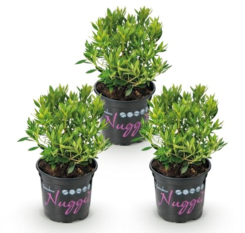 Green boutiQ - Zwerg-Rhododendron - Rhododendron Bloombux Light Pink - Blühende Buxus - Wenig Pflege - Hellrosa Blüte - 3 Pflanzen - Topf 10,5cm - Höhe 20-25cm