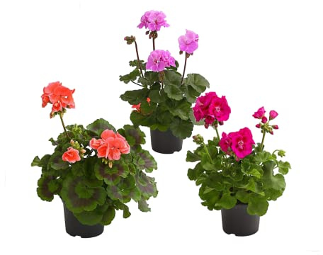 DECOALIVE Geranio Planta con Flor Set de 3 Unidades