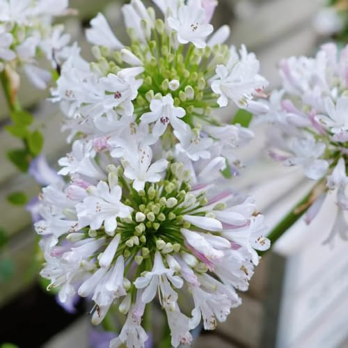 semillas resistentes de agapanthus - trepadoras, orgánicas de lirio agapanthus, balcón, balcón resistentes silvestres 200pcs