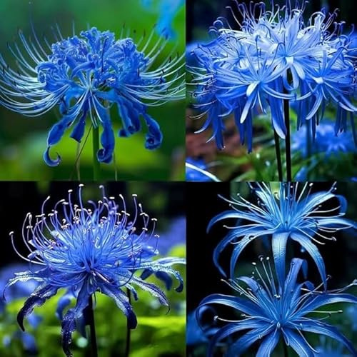Bellissimo Lycoris bulbi,piante erbacee Resistenti perenni,adatti per la semina immediata,Lycoris pianta vera(non artificiali)-8 bulbs-A