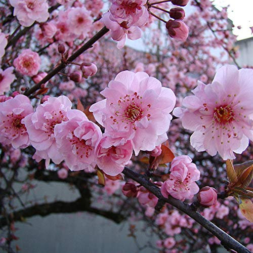 Prunus x blireana | Flowering Plum Tree | Ornamental Garden Tree | 5-6ft
