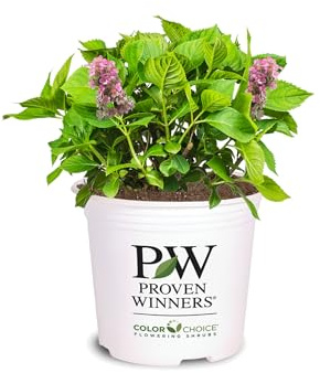 Perfect Plants Little Quick Fire Hydrangea Shrub in 1 Gallon Pot | Early Blooming White to Pink Flowers | Plant in Shade or Sun | Live Shrubs for Outdoor Planting