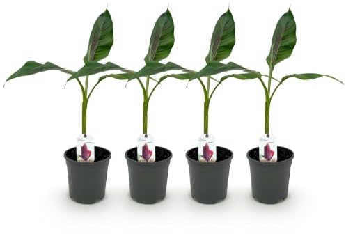 GreenboutiQ - Obstpflanze - Bananenpflanze - Musa sikkemensis Red Tiger - Winterhart - 4 Pflanzen - Topf 17cm Höhe 40cm