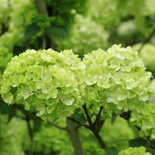 hortensia - semillas de silvestres, siembra de otoño primavera silvestres semillas perennes jardín Camas elevadas para el jardín 500pcs