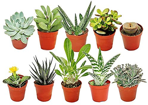 GardenersDream 10x Mixed Succulent Cactus House Plants with Plant Care Guide - Real Air Purifying Indoor Plants for Desks, Shelves, and Windowsills - Great Gift for Plant Lovers (5-15cm incl. Pot)