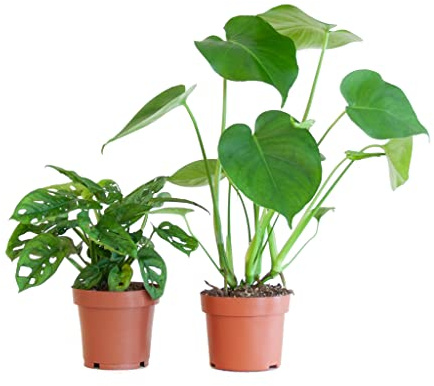 Monstera Deliciosa & Monstera Obliqua | Pack 2 Plantas | DECOALIVE | Plantas de Interior | Costilla de Adán y Queso Suizo