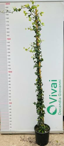 PIANTA DI EDERA Compatible with HELIX ALTEZZA 180/190 cm (foto reale) IN VASO CM 22