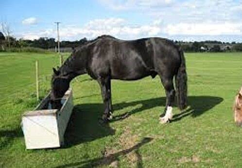 1kg Seeds of Horse Pony Paddock Overseed Pastures Grass Bulk