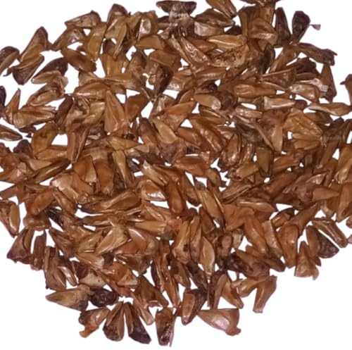 Noble Fir 'Glauca' Seeds | Abies procera syn. nobilis 'Blue' Tree Seeds - Trusted UK Stock, 100