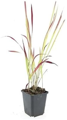 Ziergras - Japanisches Blutgras - Imperata cylindrica 'Red Baron' - 9cm Topf - Set mit 60 Pflanzen