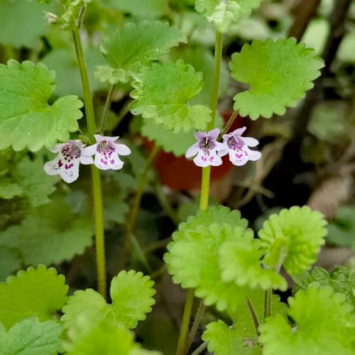 semi di edera terrestre, decorazione da giardino per esterni di edera terrestre biologici da cucina da balcone tappezzante perenne 300pcs