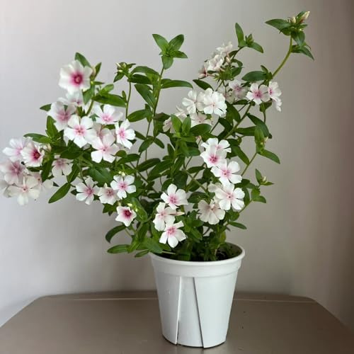 semillas Phlox de alfombra - flox subulata Cobertura perenne resistente de balcón primavera de verano flox alfombra decoraciones jardín para exteriores oficina cama elevada jardín interior 350pcs