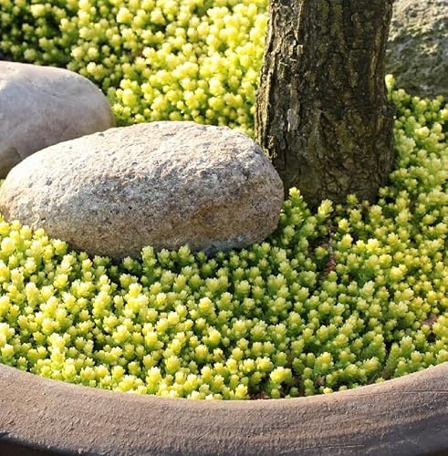 Scharfer Mauerpfeffer Aureum - Sedum acre Aureum - lebende Gartenpflanze aus den Baumschulen