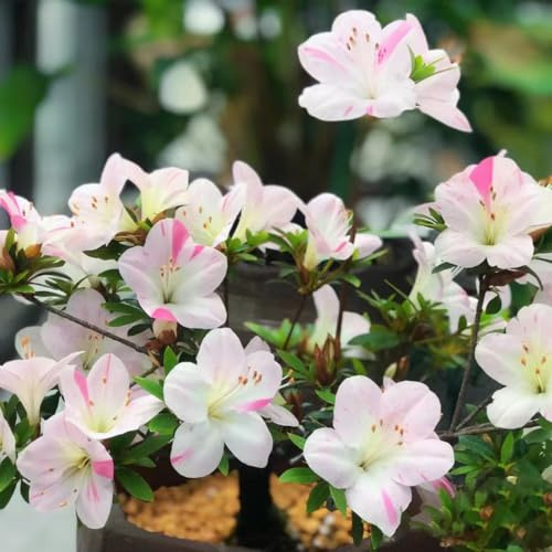 semillas de rododendro, azalea, de jardín balcón en la decoración oficina sala estar resistentes exterior 30pcs