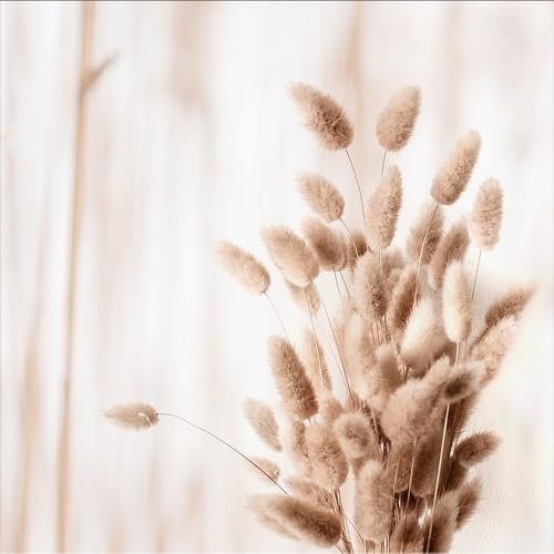 artissimo Glasbild 30x30 cm Zarte Trockengräser in warmem Beige AG5294A – Bild aus Glas, Wandbild Natur & Pflanzen, Boho Wanddeko quadratisch