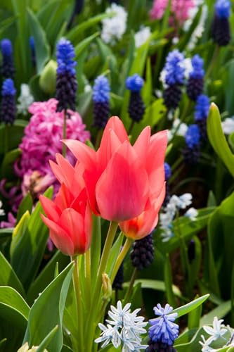 Tulip/Crocus Yes! Spring! 35 Flower Bulbs Ready for Planting Now in UK Autumn Outdoor Gardens by Jamieson Brothers