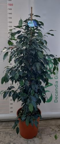 PIANTA DI FICUS BENJAMIN VERDE VASO 24 cm (foto reale)