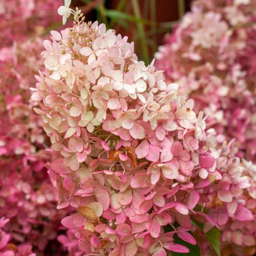 Gardenaria Ortensia Hydrangea Paniculata 'Graffiti' Pianta Acidofila da Esterno, Verde e Bianco, 40/50 cm, Vaso 19