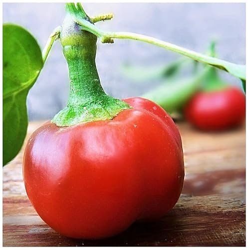 PREMIER SEEDS DIRECT Organic HOT Chilli Pepper - Large RED Cherry HOT 30 Seeds