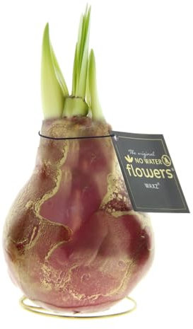 Amaryllis in Wachs Univerz Bordeaux | 1 Stück | Amaryllis in Wachs | ohne Gießen | pflegeleicht | lange und majestätische Blüte | Rot | Zimmerpflanze