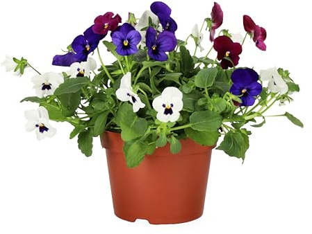 Planta Viva de Pensamiento Decorativa y Natural para Jardines y Macetas