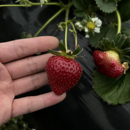 semillas de fresa colgantes - semillas de fresa - jardín resistentes fresas trepadoras resistentes al aire libre zapote, 400pcs