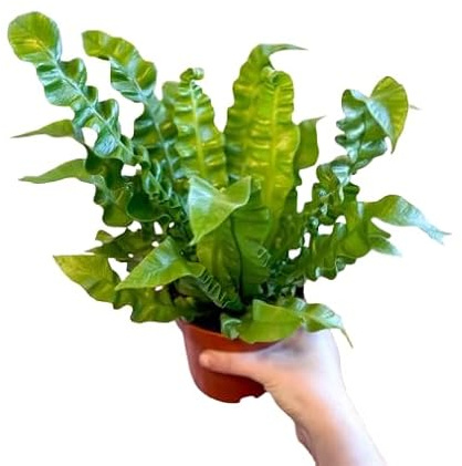 Helecho Tropical Asplenium Natural Frescura para Espacios Interiores