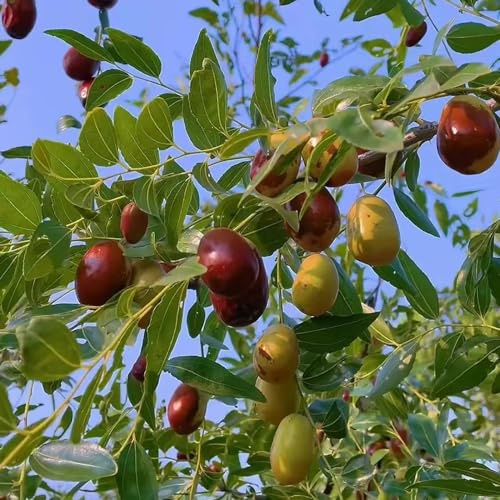 semillas de azufaifo resistentes amantes de la jardinería Compra orgánicos Semillas decoración jardín al aire libre 55semillas