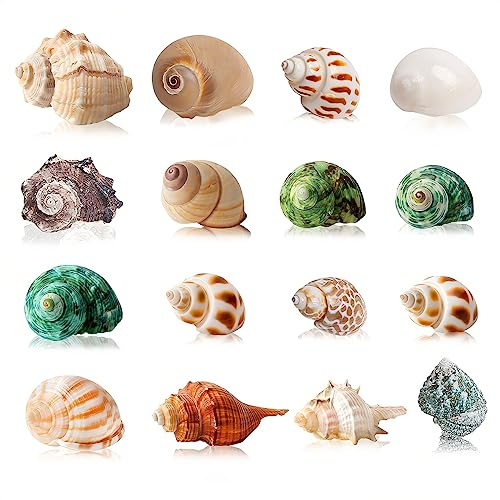 16 STK Einsiedlerkrebs Gehäuse für Kleine bis Mittelgroße Einsiedlerkrebse | 2.5-7CM Natürliche Kegelschnecke, Öffnungsgröße 1-4CM für Fischglas, Badezimmer, Aquarium und Wohnkultur