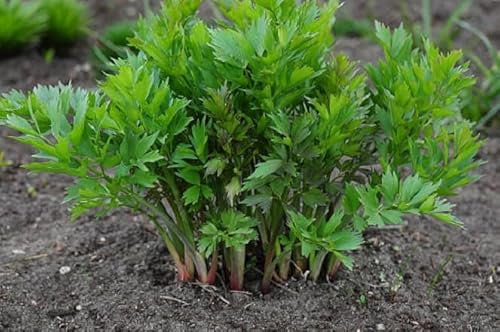 New Fresh 70pcs Lovage Plant Seeds
