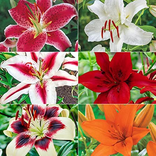 Pflegeleicht, Bienenfreundlich, Leicht Zu Pflegen. Mehrfarbig Ertragreicherg. Fortlaufende BlüTezeit, Winterhart lilien, Einfach Anzubauen, -8 Lilien -D