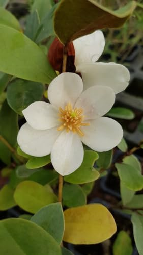 Michelia laevifolia 'Gail's favorite' / Magnolia/Conteneur de 3 à 4 litres/Arbuste d'ornement