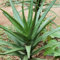 100 piezas semillas de plantas de aloe vera, mini plantas reales, plantas de interior suculentas plantas reales, plantas para exterior resistente, plantas de jardín resistente perenne