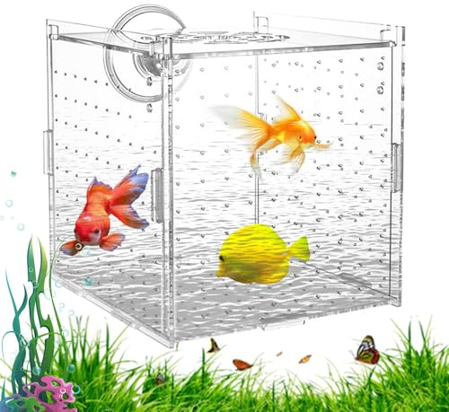 Insulation Box for Fish Tank – Separator for Fry in Acrylic – Stable Container for Breeding Shrimp Guppy Angelfish Adaptation and Hatching