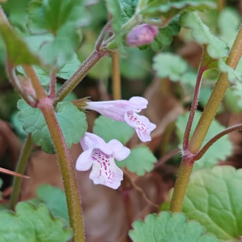 semi di edera terrestre biologici autunnali resistenti, selvatiche Glechoma hederacea da giardino roccioso da giardino resistenti giardino 60pcs