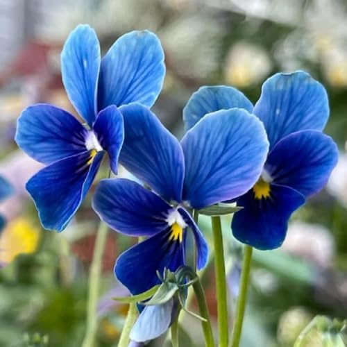 viola cornuta, semi di viola cornuta balcone in vaso per l' di semi Decorazioni autunnali per un giardino resistente balcone 130semi