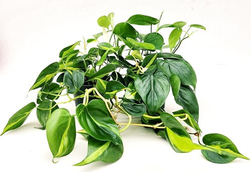 POWERS TO FLOWERS - PHILODENDRON SCANDENS e SCANDENS BRASIL IN VASO CERAMICA MOKA, piante vere